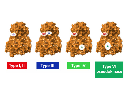 Images of ligands with orthosteric pockets