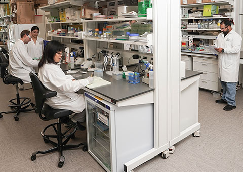 Scientists working in the lab