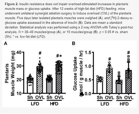 IBRI RESEARCH PUBLISHED: Insulin Resistance Does Not Impair Mechanical Overload-Stimulated Glucose Uptake, but Does Alter the Metabolic Fate of Glucose in Mouse Muscle